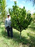 Garcinia spicata